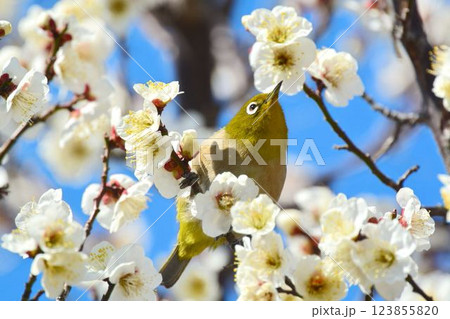 メジロと梅の花 メジロと梅の花 123855820