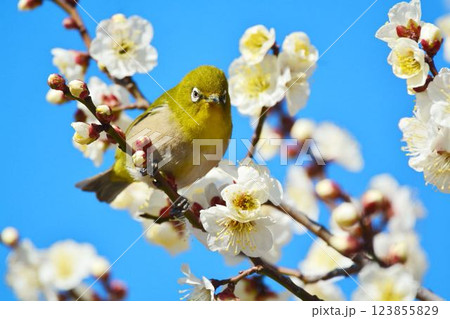 メジロと梅の花 123855829