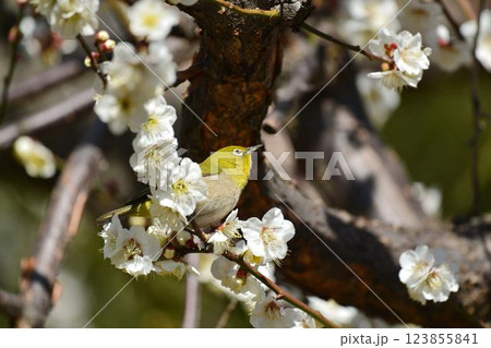 メジロと梅の花 メジロと梅の花 123855841