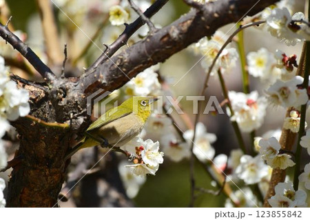 メジロと梅の花 メジロと梅の花 123855842