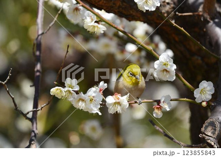 メジロと梅の花 メジロと梅の花 123855843
