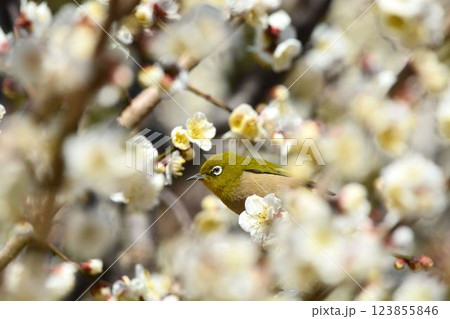 メジロと梅の花 123855846