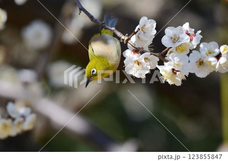 メジロと梅の花 123855847