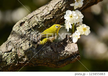メジロと梅の花 123855863