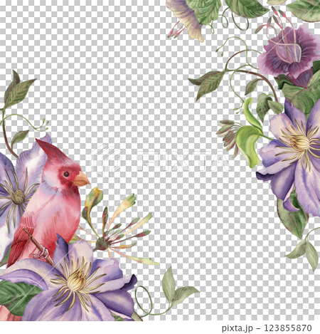 Watercolor frame with bright purple clematis flowers, lush green climbing vines and red cardinal bird. Hand drawn illustration for botanical design, postcards, wedding invitations in vintage style. Watercolor frame with bright purple clematis flowers, lush green climbing vines and red cardinal bird. Hand drawn illustration for botanical design, postcards, wedding invitations in vintage style. 123855870