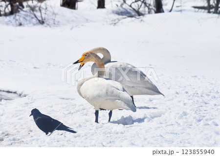 北海道の春に訪れるハクチョウ 北海道の春に訪れるハクチョウ 123855940