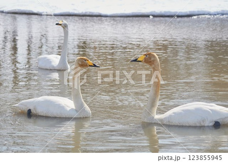 北海道の春に訪れるハクチョウ 123855945