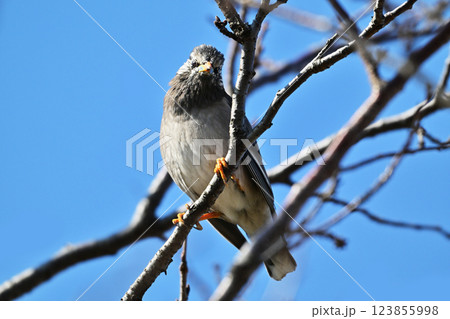 ムクドリ（White-cheeked Starling） 123855998