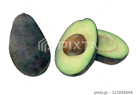 アボカドの水彩イラスト 123856094