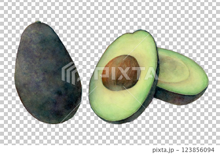 アボカドの水彩イラスト 123856094