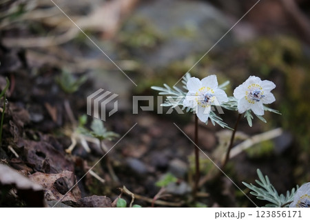 セツブンソウ 123856171