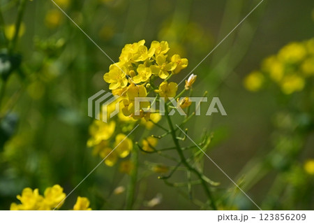 春のイメージ spring image (菜の花：canola flower)  123856209