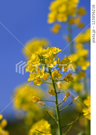 春のイメージ spring image (菜の花：canola flower)  123856216