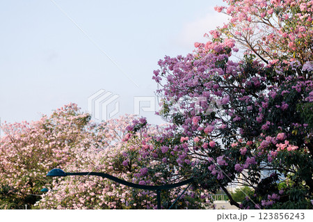 Pink Trumpet or Rosy Trumpet or Pink Tacoma tree, Tabebuia rosea, cheerful blooming against blue sky. 123856243