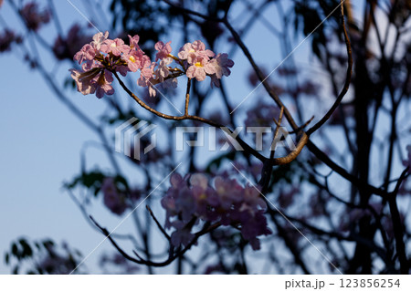 Pink Trumpet or Rosy Trumpet or Pink Tacoma tree, Tabebuia rosea, cheerful blooming against blue sky. 123856254
