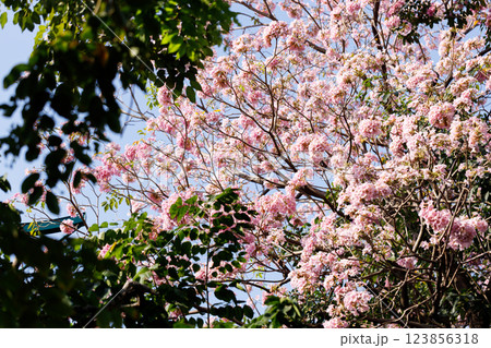 Pink Trumpet or Rosy Trumpet or Pink Tacoma tree, Tabebuia rosea, cheerful blooming against blue sky. Pink Trumpet or Rosy Trumpet or Pink Tacoma tree, Tabebuia rosea, cheerful blooming against blue sky. 123856318