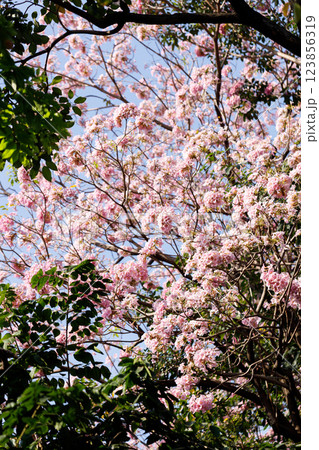 Pink Trumpet or Rosy Trumpet or Pink Tacoma tree, Tabebuia rosea, cheerful blooming against blue sky. Pink Trumpet or Rosy Trumpet or Pink Tacoma tree, Tabebuia rosea, cheerful blooming against blue sky. 123856319