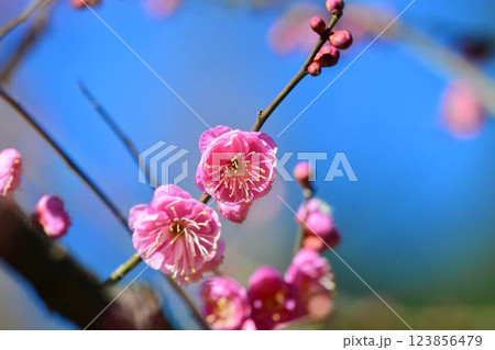 小石川後楽園の梅林　梅まつり 123856479