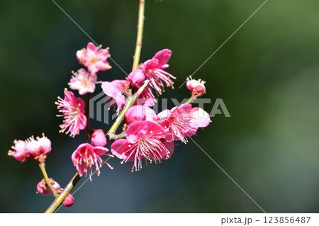 小石川後楽園の梅林　梅まつり 123856487