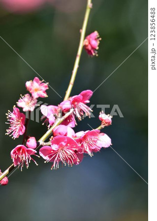 小石川後楽園の梅林 梅まつり 小石川後楽園の梅林 梅まつり 123856488