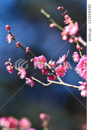 小石川後楽園の梅林　梅まつり 123856490