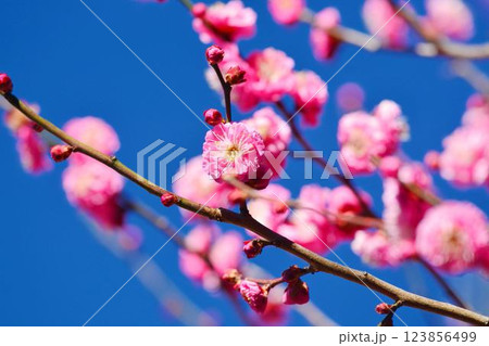 小石川後楽園の梅林 梅まつり 小石川後楽園の梅林 梅まつり 123856499