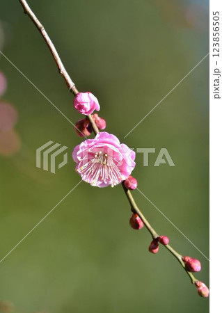 小石川後楽園の梅林　梅まつり 123856505