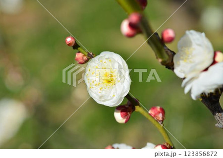 白梅 白梅 123856872