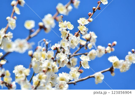 青空と白梅 123856904