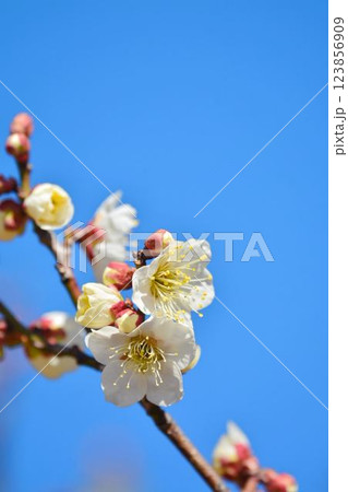 青空と白梅 123856909