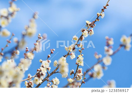 青空と白梅 青空と白梅 123856917