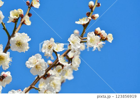 青空と白梅 青空と白梅 123856919