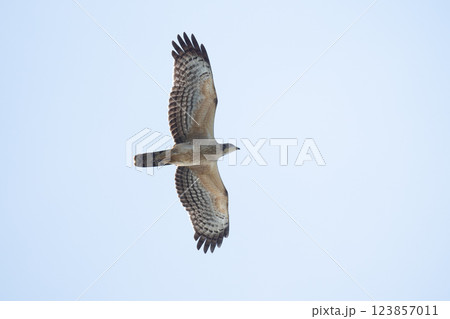 秋、渡るハチクマ02 秋、渡るハチクマ02 123857011