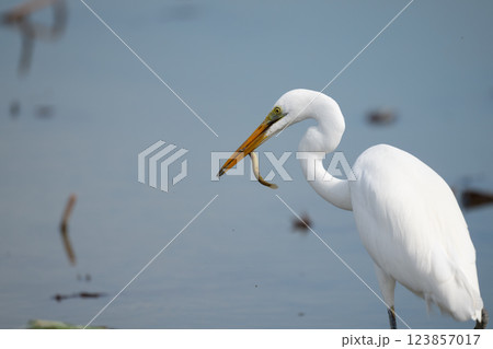 秋、ハス田で採餌するダイサギ 秋、ハス田で採餌するダイサギ 123857017