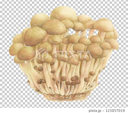 Bunashimeji 水彩插圖 Bunashimeji 水彩插圖 123857019