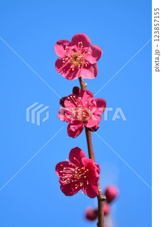 青空と紅梅　 123857155