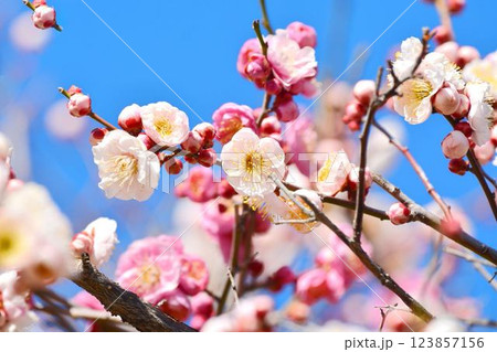 青空と紅梅　 123857156