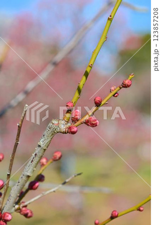 青空と紅梅　 123857208