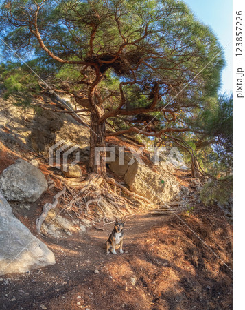 Path through a pine forest. Red dog 123857226