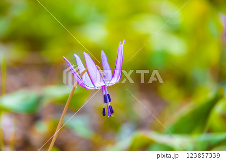 カタクリの花 123857339