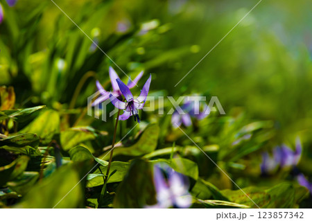 カタクリの花 123857342