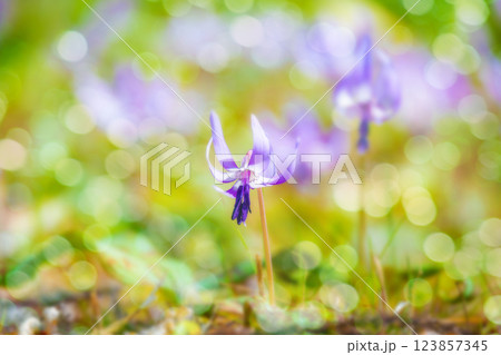 カタクリの花 123857345