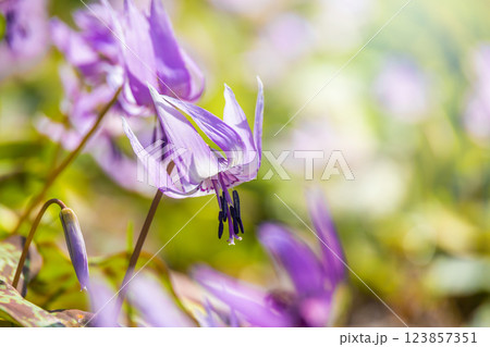 カタクリの花 123857351