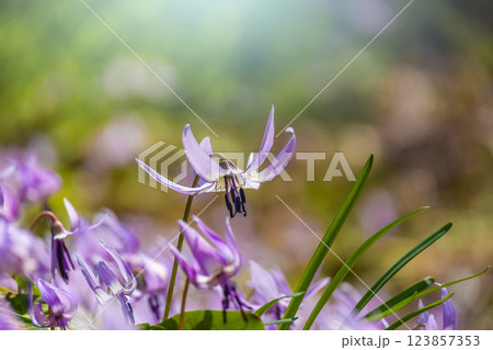 カタクリの花 123857353