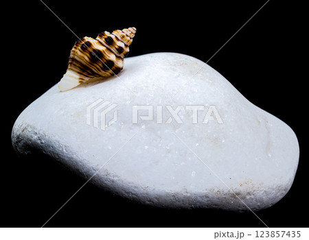 Seashell on White Pebble black Background 123857435