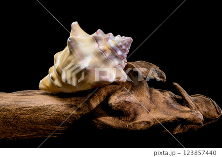 Bursa Bufonia Seashell on driftwood Black Background Bursa Bufonia Seashell on driftwood Black Background 123857440