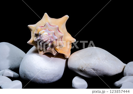 Beautiful Bursa Bufonia Seashell on Black Background Beautiful Bursa Bufonia Seashell on Black Background 123857444