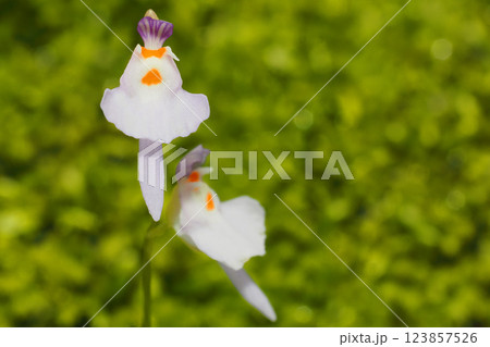 クリオネミミカキグサの花 クリオネミミカキグサの花 123857526
