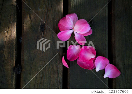 Pink camellia petals on rustic wooden planks in soft natural light 123857603