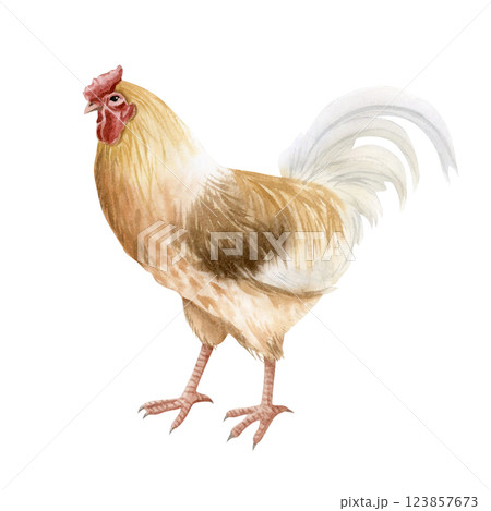 Beige brown rooster with white feathers watercolor isolated illustration. Realistic cock for poultry yard and farming designs. Chicken breed, domestic farm bird clipart for country side aesthetics 123857673